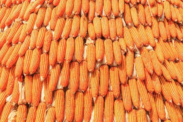 Corns harvest background — Stock Photo, Image