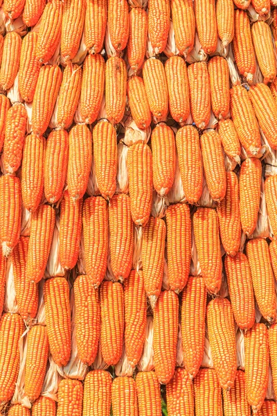 Corns harvest background — Stock Photo, Image