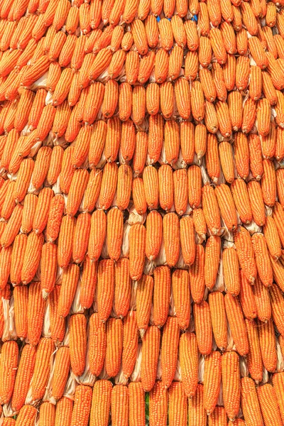 Contexte de la récolte du maïs — Photo