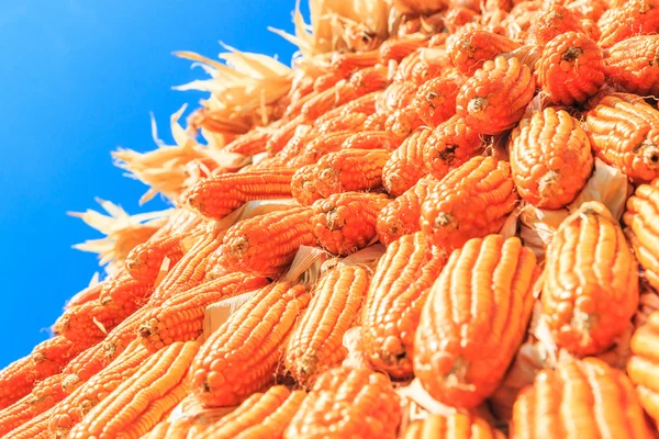 Corns harvest background — Stock Photo, Image