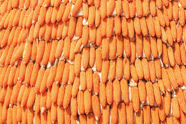 Corns harvest background — Stock Photo, Image