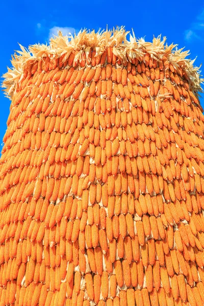 Contexte de la récolte du maïs — Photo