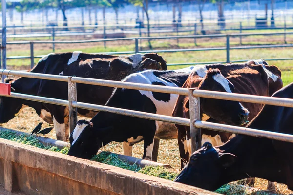 Koeien op de boerderij Stockfoto