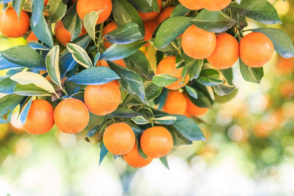 Orange tree in Farm