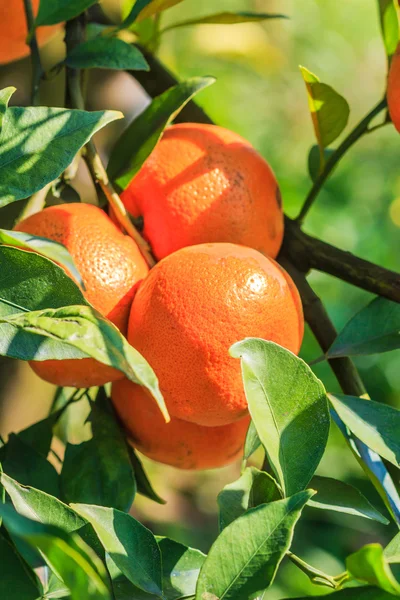 Orangenbaum auf Bauernhof — Stockfoto