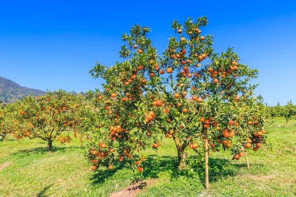 Pomarańczowe drzewa na farmie — Zdjęcie stockowe