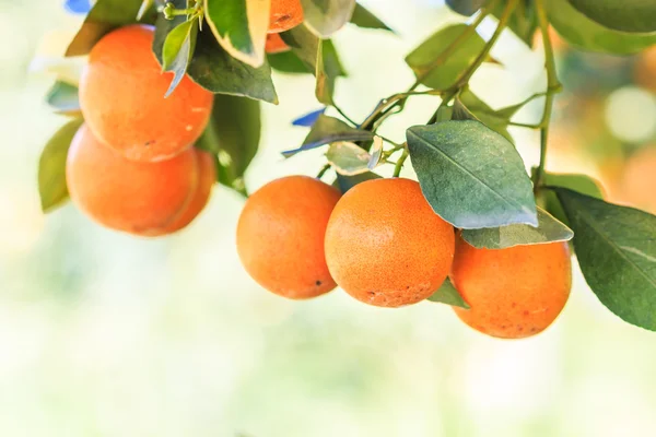 Oranje boom op boerderij — Stockfoto