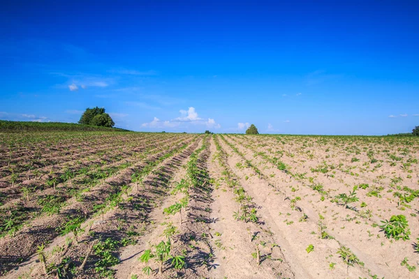 Tierras de cultivo de mandioca en Tailandia — Foto de Stock