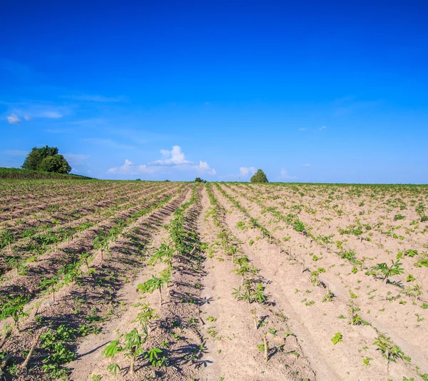 Cassave landbouwgrond in Thailand — Stockfoto