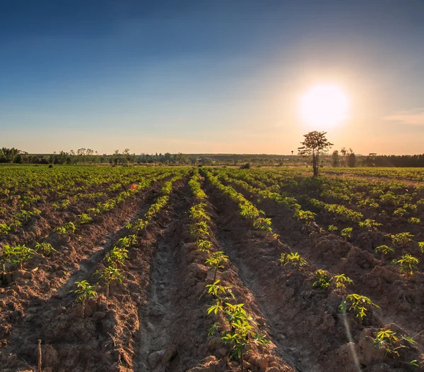 Cassava viljelysmaa maatalous Thaimaassa — kuvapankkivalokuva