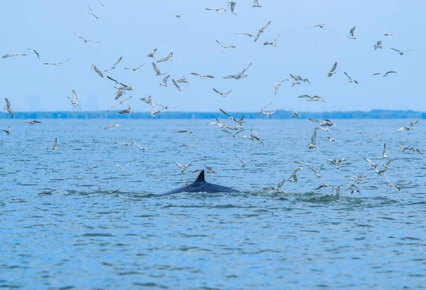 Whale staart in de Golf van Thailand — Stockfoto