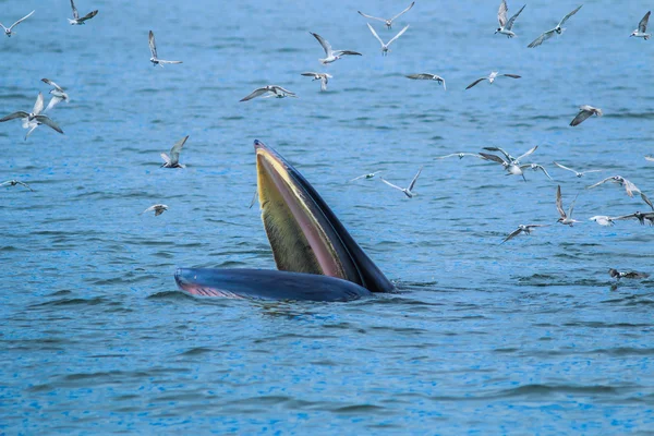 Whale eating fish in Thailand — Stock Photo, Image