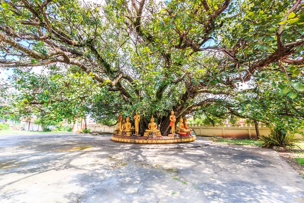 Buddha under bodhi trädet — Stockfoto