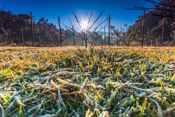 Sonnenaufgang im Wald — Stockfoto