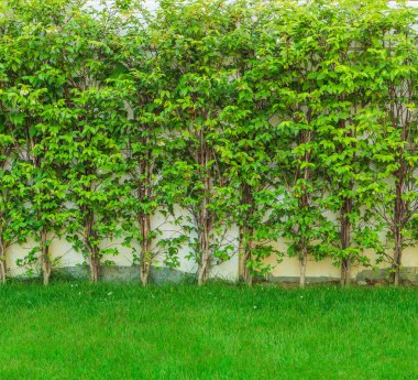 arka planı yeşil çimen yaprakları