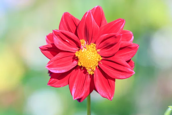 カラフルなダリアの花 — ストック写真