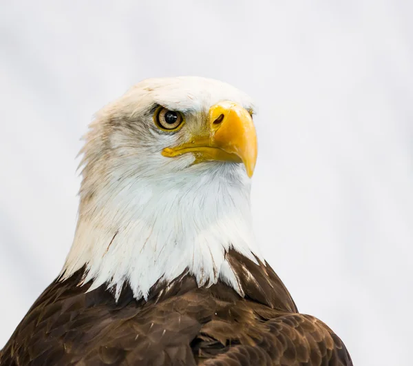 Animal de American Eagle — Foto de Stock