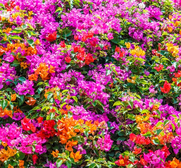 Gyönyörű bougainvillea virágok — Stock Fotó