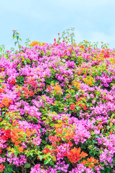 Vackra bougainvillea blommor — Stockfoto