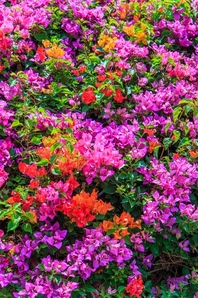 Gyönyörű bougainvillea virágok — Stock Fotó