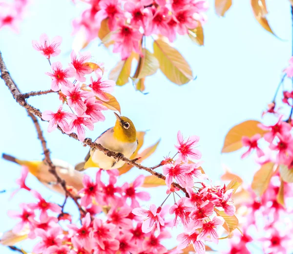 Pták na Cherry Blossom tree — Stock fotografie