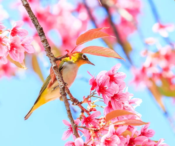 Pássaro na árvore de flor de cerejeira — Fotografia de Stock