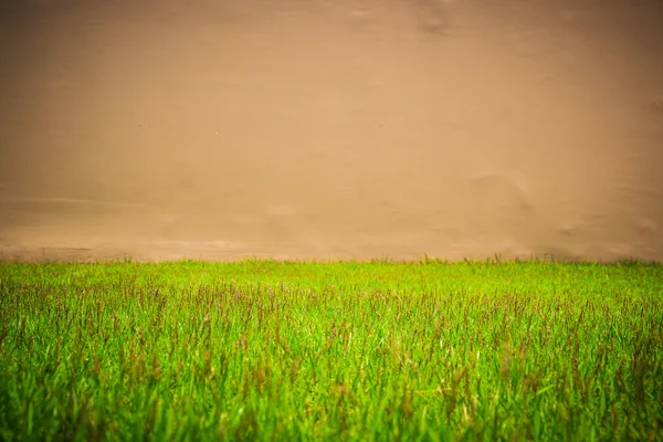 Erba verde e parete — Foto Stock