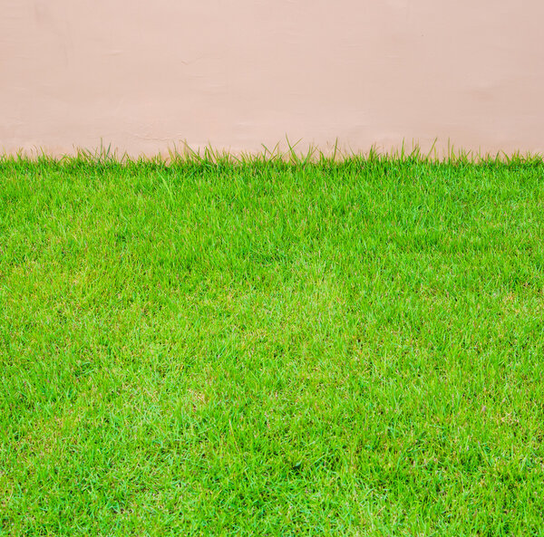 Green grass and wall