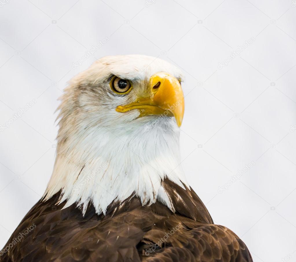 American Eagle animal