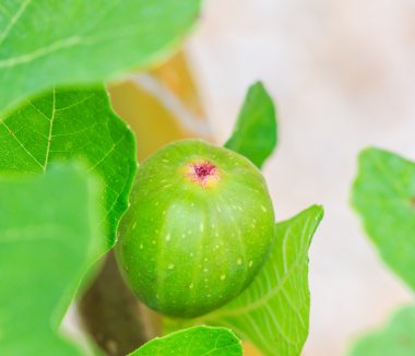 Ortak yeşil incir meyve