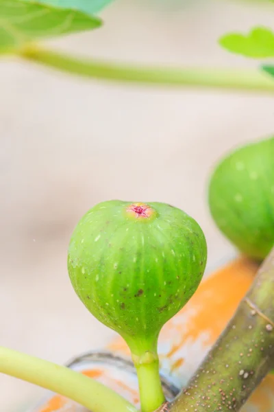 Frutos de figo verdes comuns — Fotografia de Stock