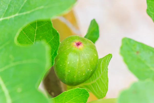 一般的な緑のイチジクの果実 — ストック写真