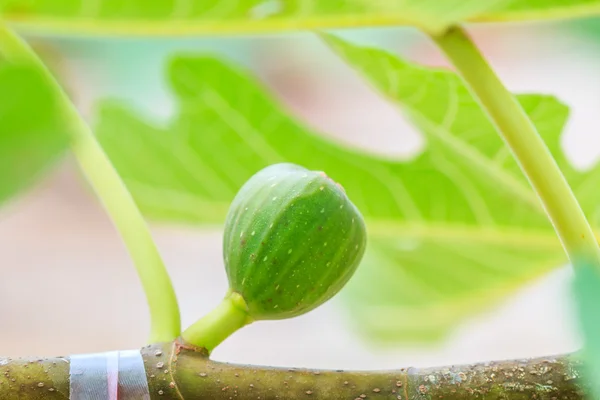 Fruta de higo verde común — Foto de Stock