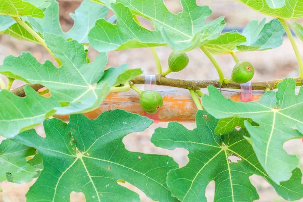 Frutas de higuera verde común — Foto de Stock