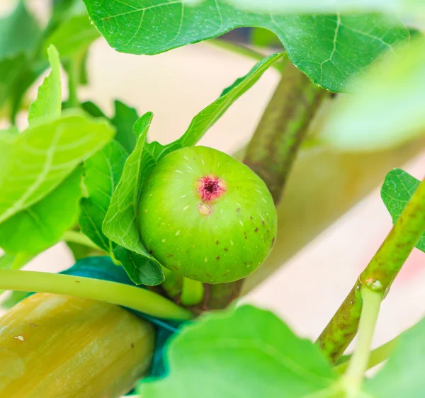 Fruta de higo verde común —  Fotos de Stock