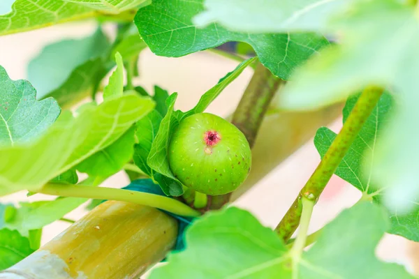 Common green fig fruit — Stock Photo, Image