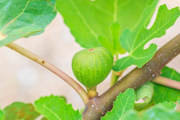 Ortak yeşil incir meyve