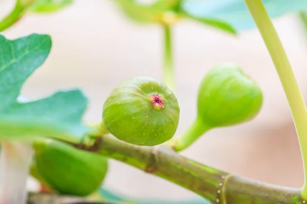 Gemensamma gröna fig frukter — Stockfoto