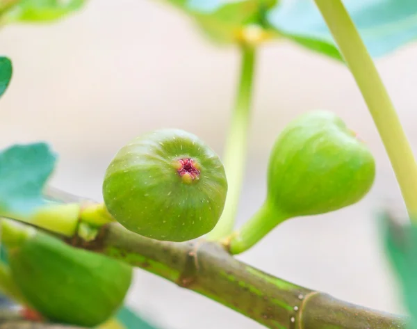 Frutas de higuera verde común — Foto de Stock