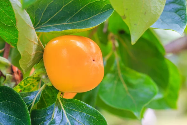 Árvore de caqui com fruta — Fotografia de Stock