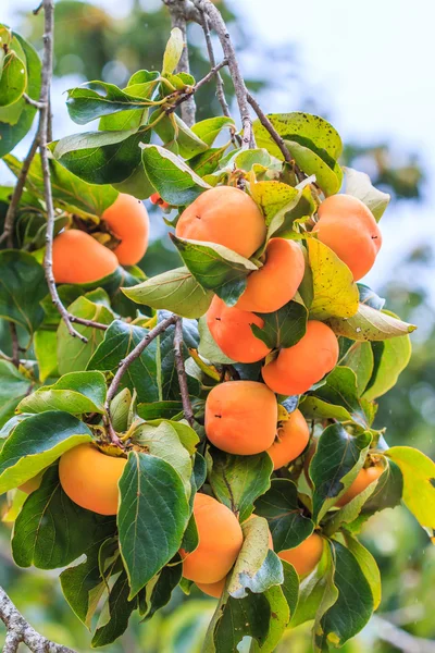 Persimmon tree with fruits — Stock Photo, Image