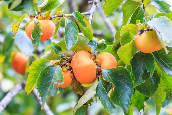 Persimmon tree with fruits — Stock Photo, Image