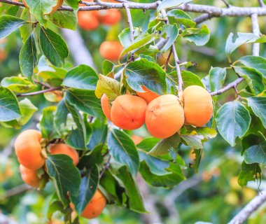 Meyveli hurma ağacı