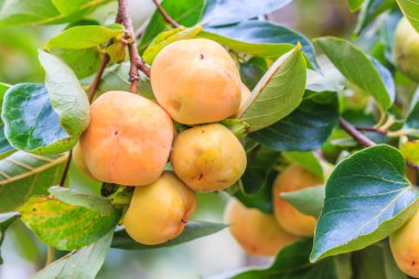 Meyveli hurma ağacı