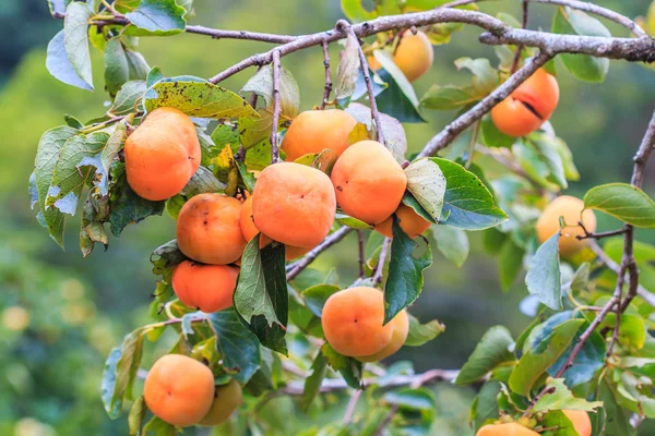 Persimmon tree with fruits — Stock Photo, Image