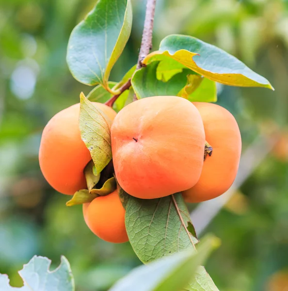 Persimmon tree with fruits — Stock Photo, Image