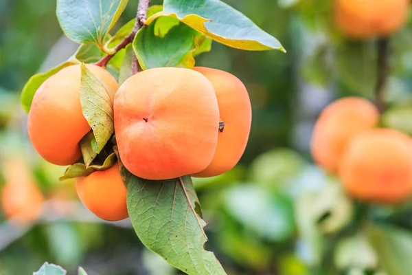 Persimmon tree with fruits — Stock Photo, Image