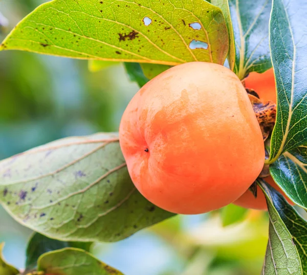 Persimmon tree with fruit — Stock Photo, Image