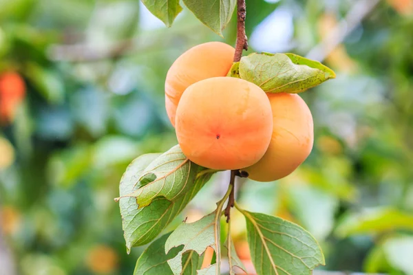 Persimmon tree with fruits — Stock Photo, Image