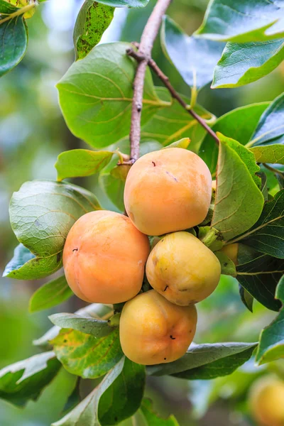 Persimmon tree with fruits — Stock Photo, Image